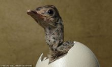 Oviparidad Páginas [1] Conocimiento enciclopédico del Mundo